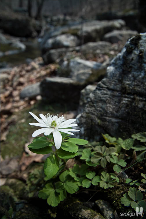DSCF7447.jpg