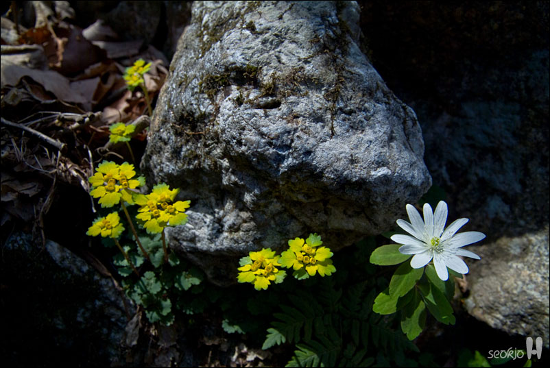 DSCF7480.jpg