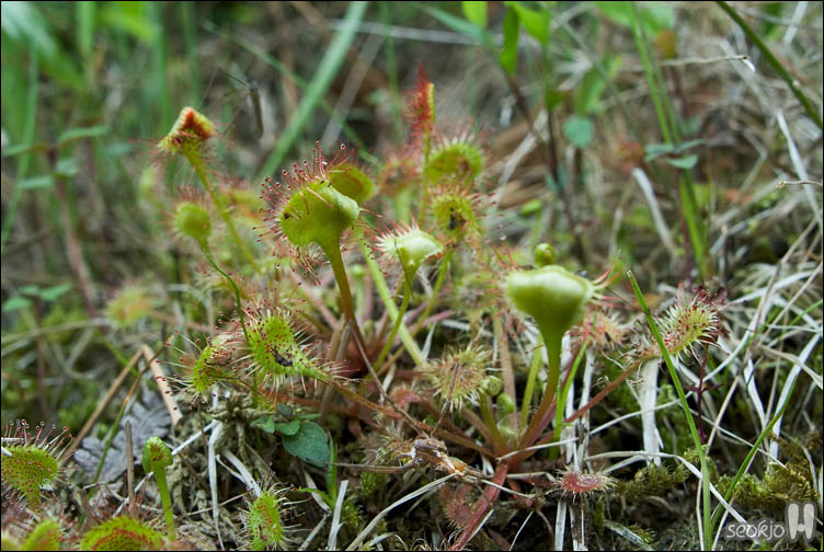 DSCF9295.jpg
