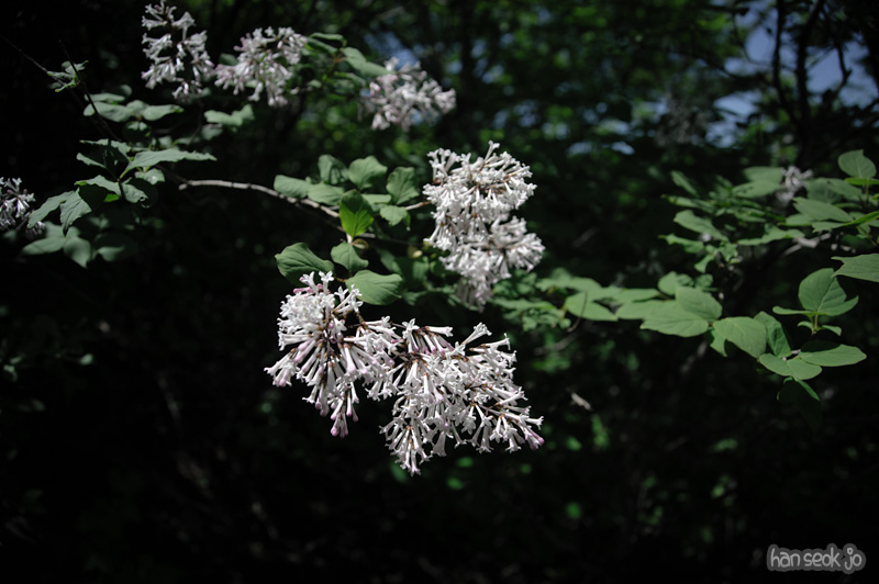 HSJ_3771.jpg