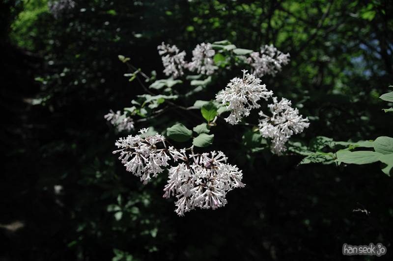 HSJ_3772.jpg