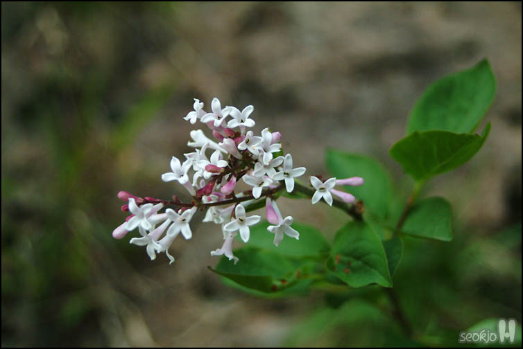 DSCF1111.jpg