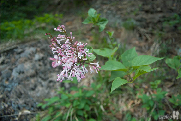 DSCF1113.jpg