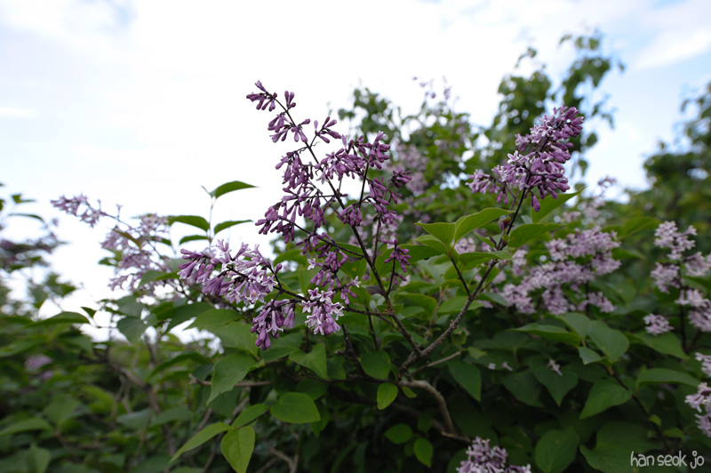 HSJ_3890.jpg
