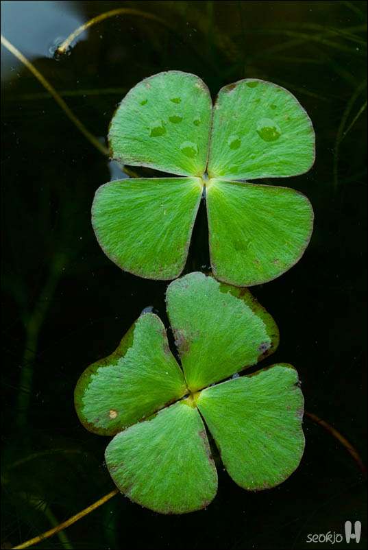 DSCF4767.jpg