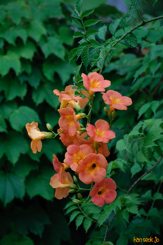 DSC_7400.jpg