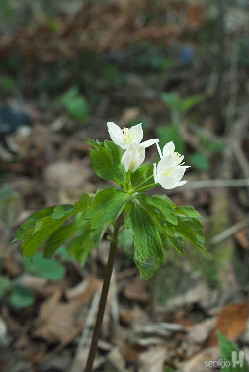 DSCF6457.jpg