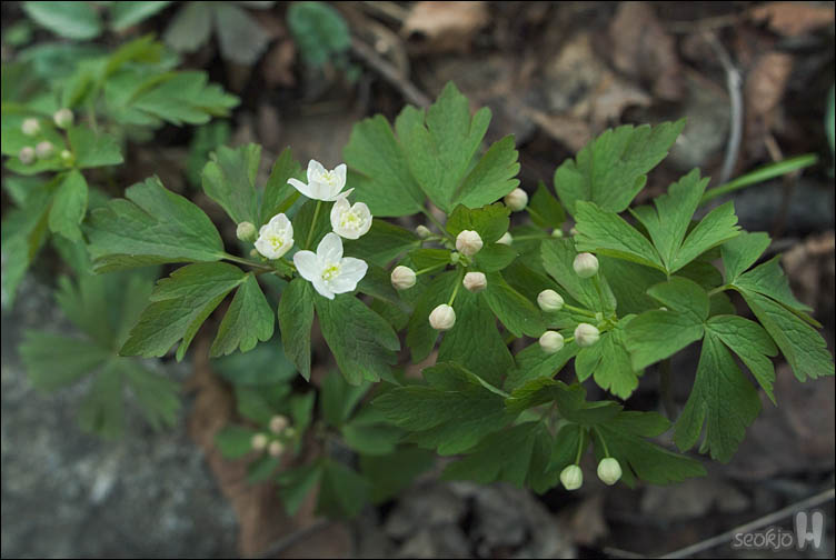 DSCF2675.jpg