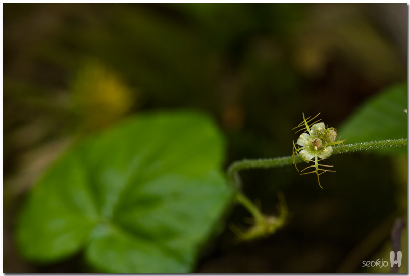 DSCF8450.jpg