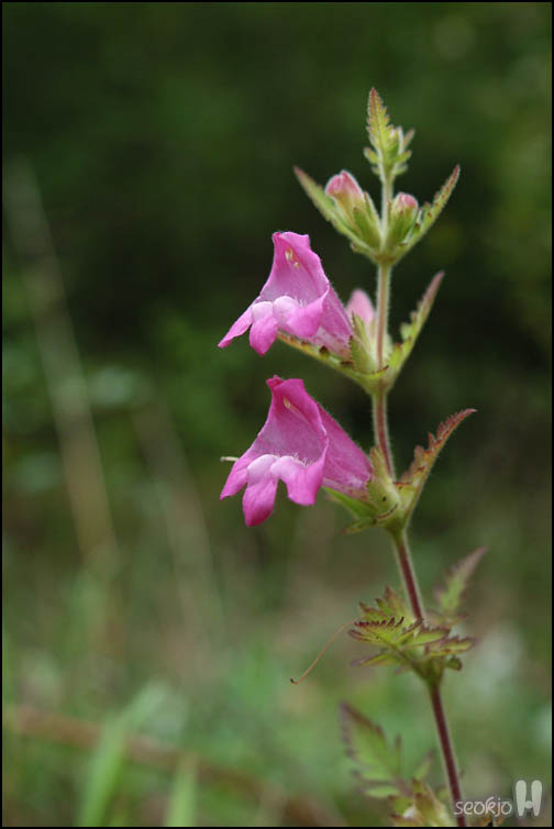 DSCF9174.jpg