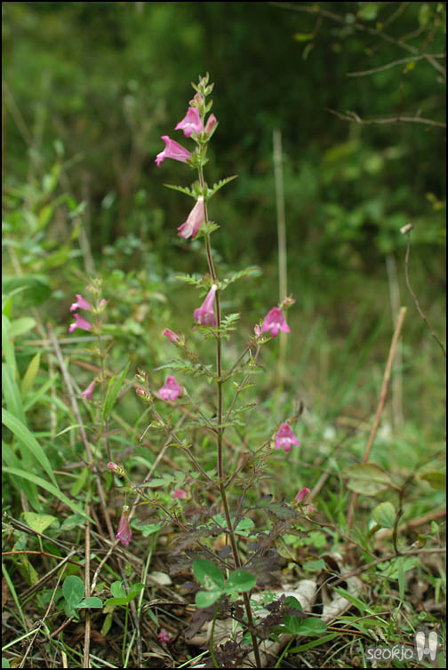 DSCF9175.jpg