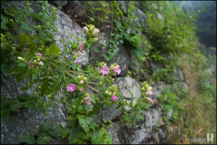 DSCF3967.jpg