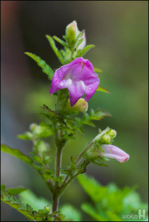 DSCF3971.jpg
