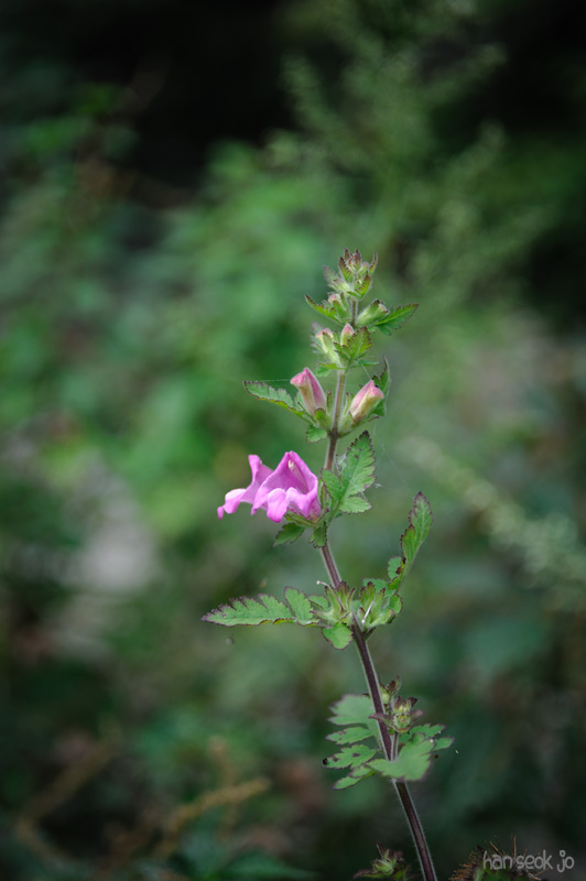 HSJ_2708.jpg