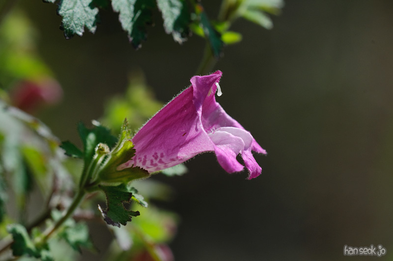DSC_8483.jpg