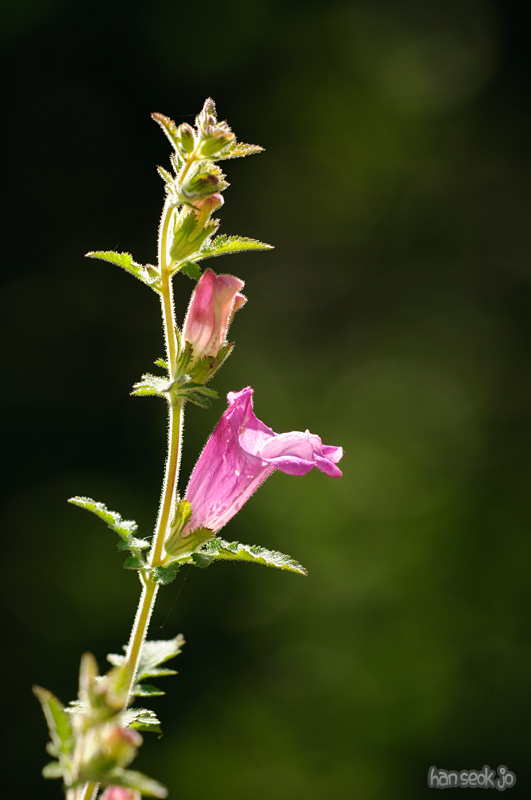 DSC_8496.jpg