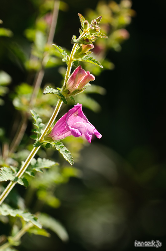 DSC_8498.jpg