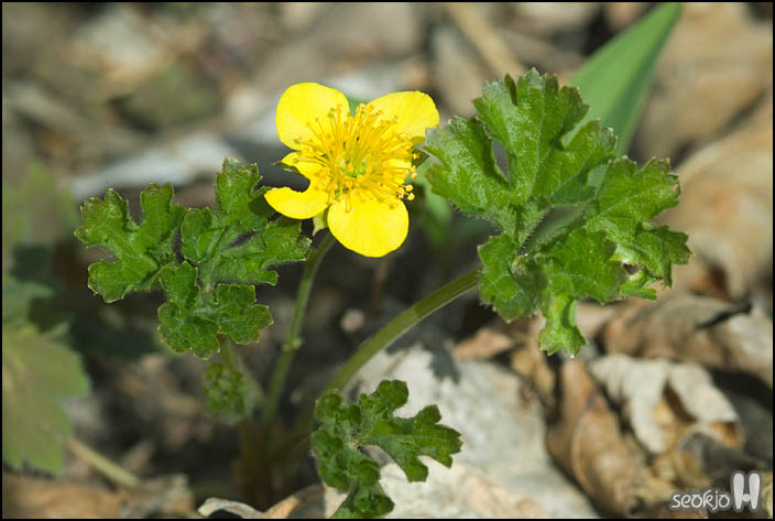 DSCF6239.jpg