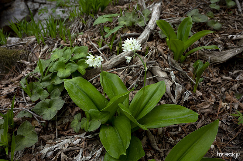 DSC_5171.jpg