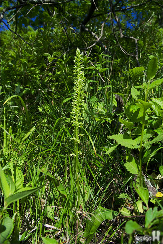 DSCF4210.jpg