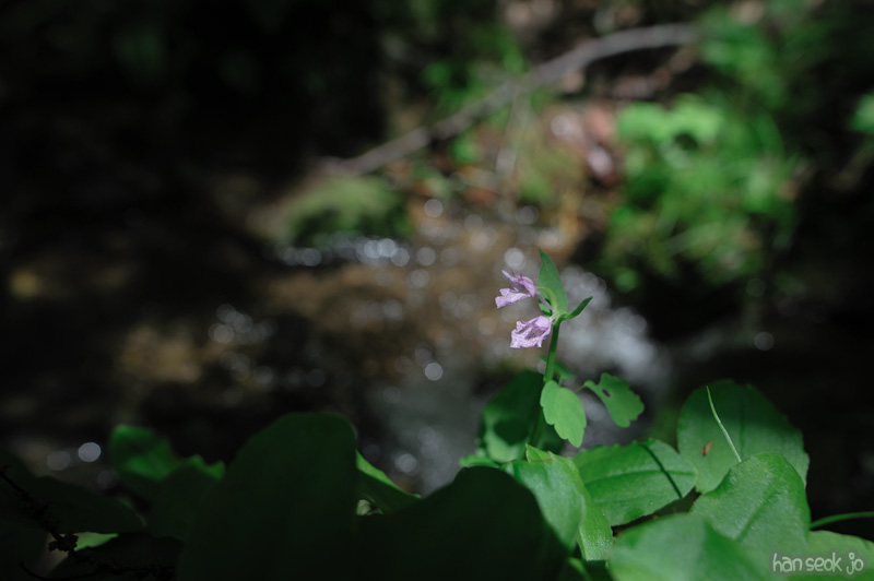 HSJ_0031.jpg