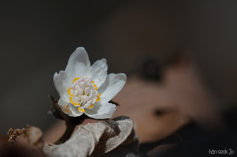 DSC_9933a.jpg