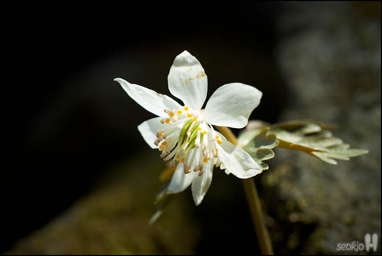 DSCF6553.jpg