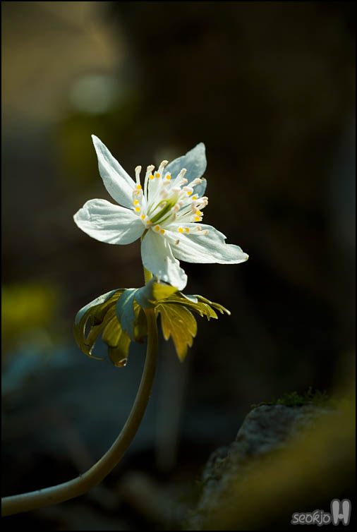 DSCF6557.jpg