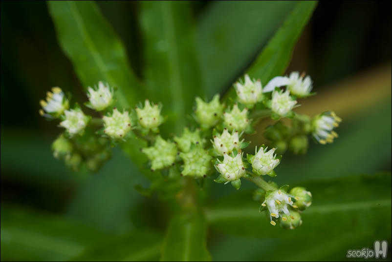 DSCF4747.jpg
