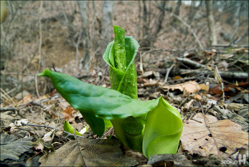 DSCF2950.jpg