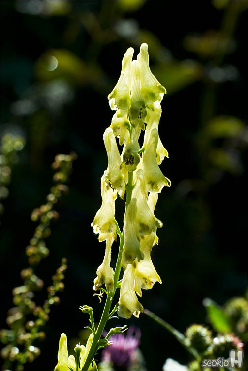 DSCF0590.jpg