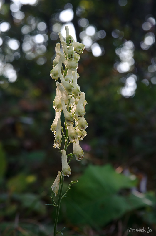 DSC_3747.jpg