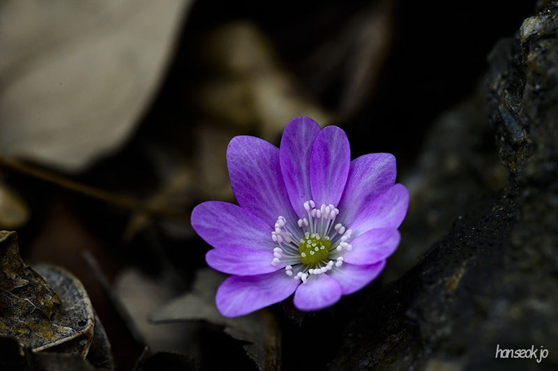 DSC_4781.jpg