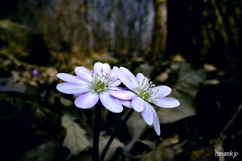 DSC_4796.jpg