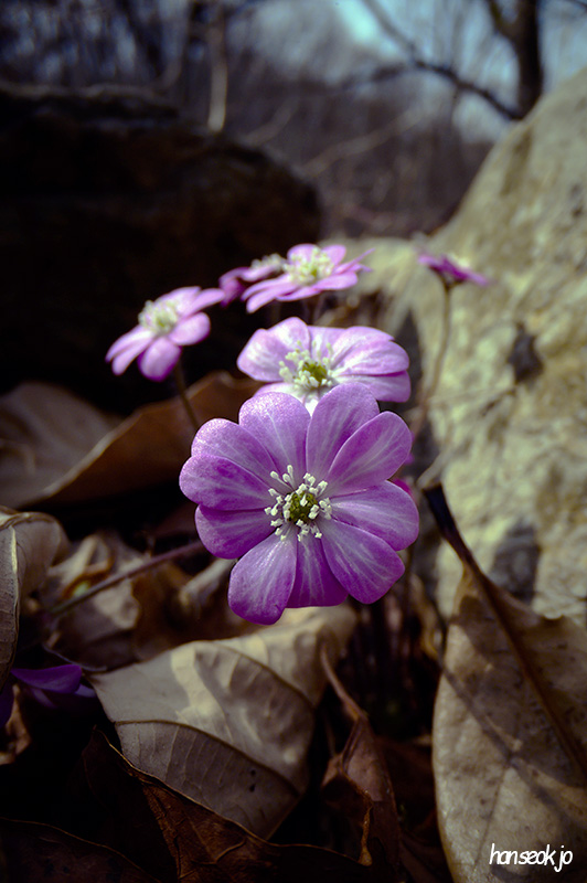 DSC_4799.jpg