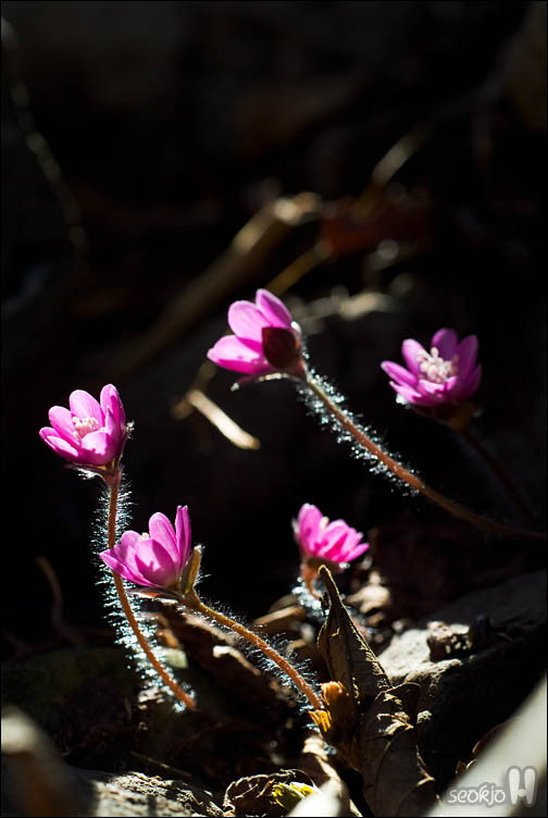 DSCF6068.jpg