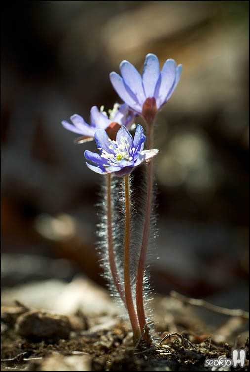 DSCF6563.jpg