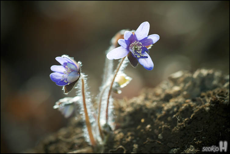 DSCF6569.jpg