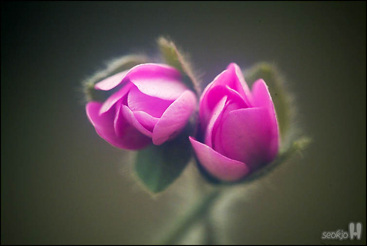 DSCF6696.jpg
