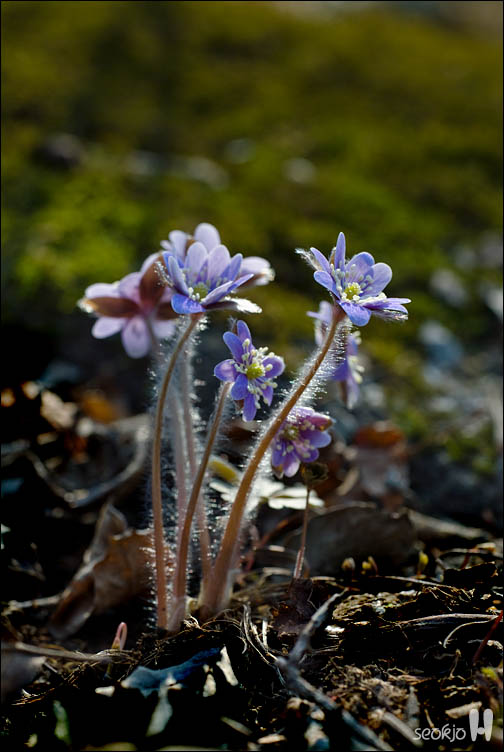 DSCF7436.jpg