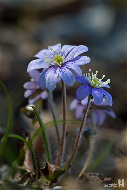 DSCF7439.jpg