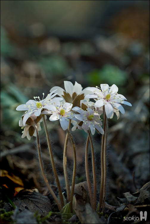 DSCF7445.jpg