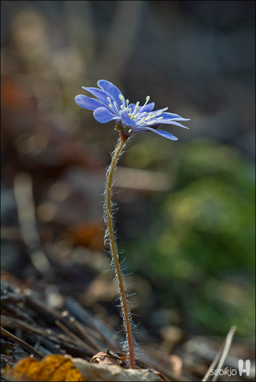 DSCF7407.jpg