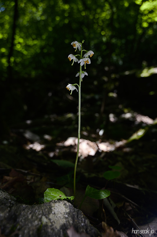 DSC_2924.jpg