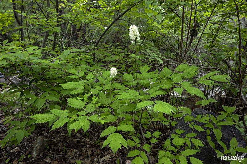DSC_5188.jpg