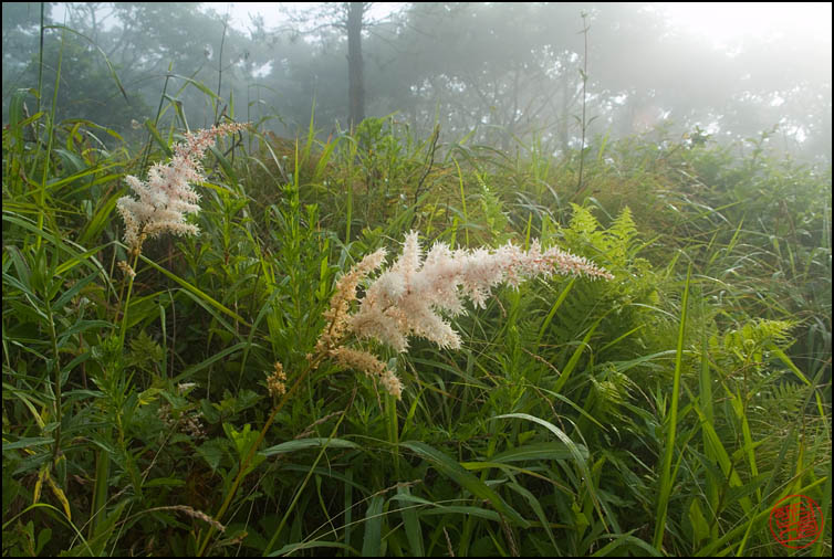 DSCF2558.jpg