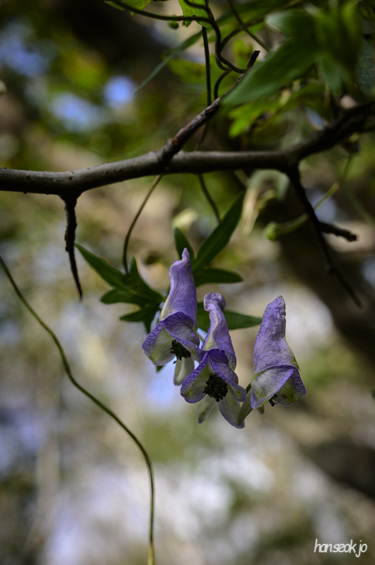 DSC_4637.jpg