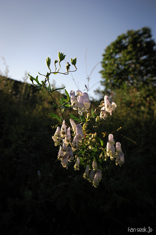 HSJ_4607.jpg