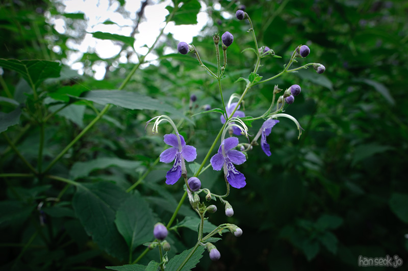 HSJ_0736.jpg