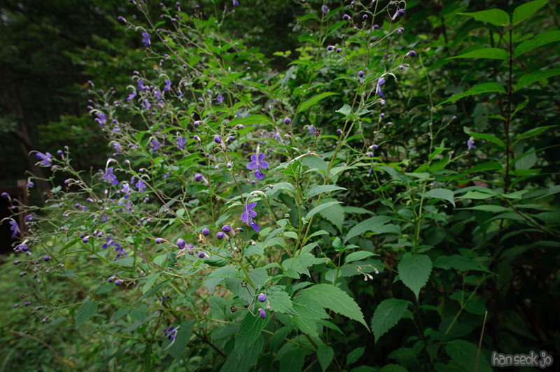 HSJ_0750.jpg